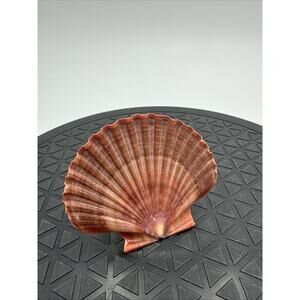 Small Vintage MCM Flat Brown Seashell Night Light *Read